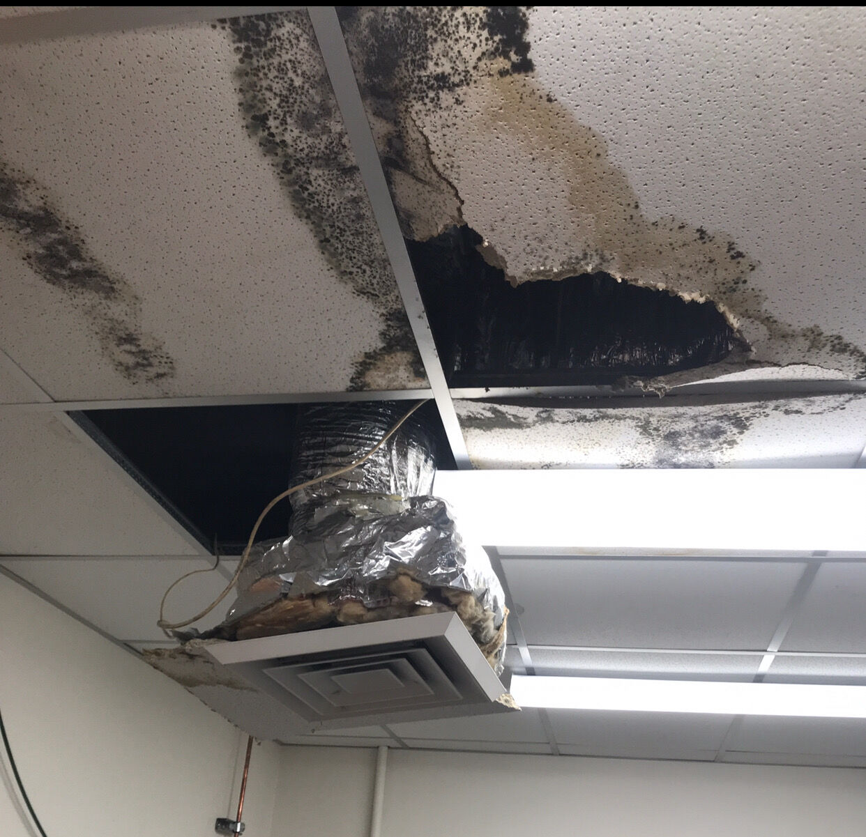 Mold LSUS